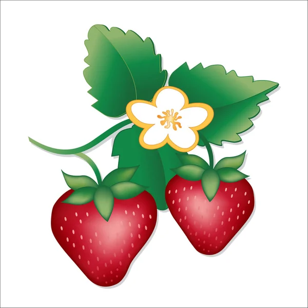 Erdbeeren, frisches Obst im Garten — Stockvektor