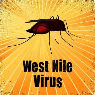 West Nile Virus, Mosquito, blood filled biting insect, gold ray grunge background.  clipart