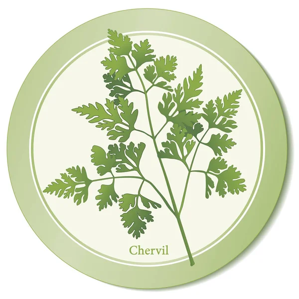 Ícono de hierba fresca Chervil — Vector de stock