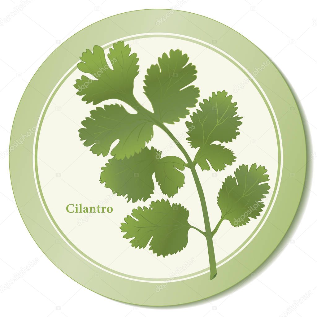 Cilantro Fresh Herb Icon