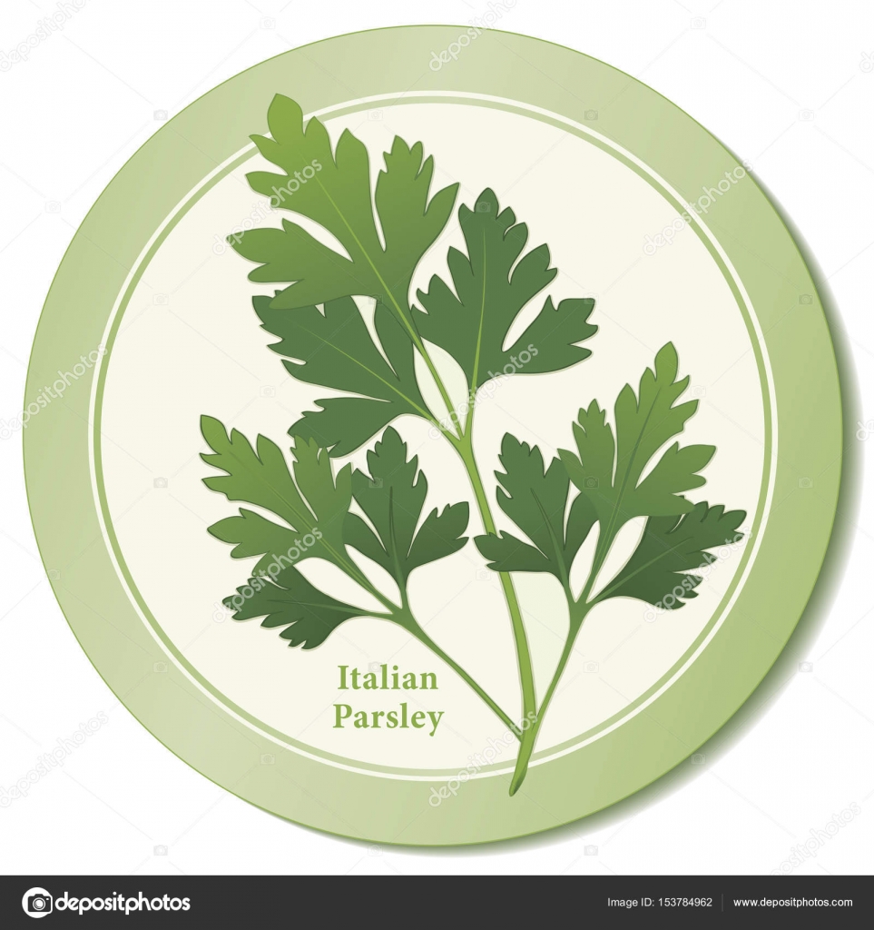 Pictures Italian Parsley Italian Flat Leaf Parsley Fresh Herb Icon Stock Vector C Casejustin 153784962,Data Entry Jobs Online From Home