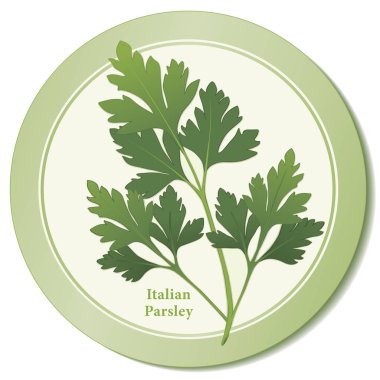 Italian Flat Leaf Parsley Fresh Herb Icon clipart