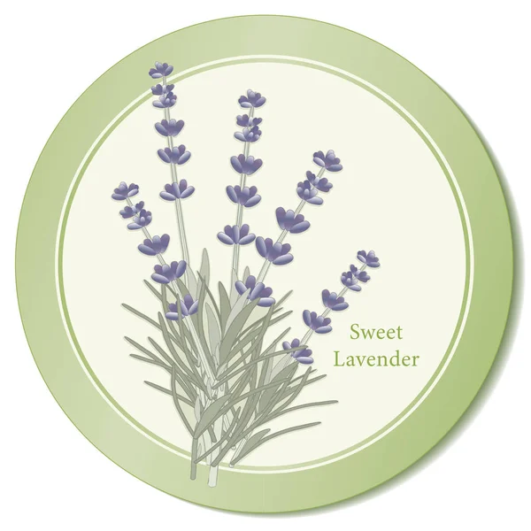 Flores de lavanda dulce Hierba icono — Vector de stock