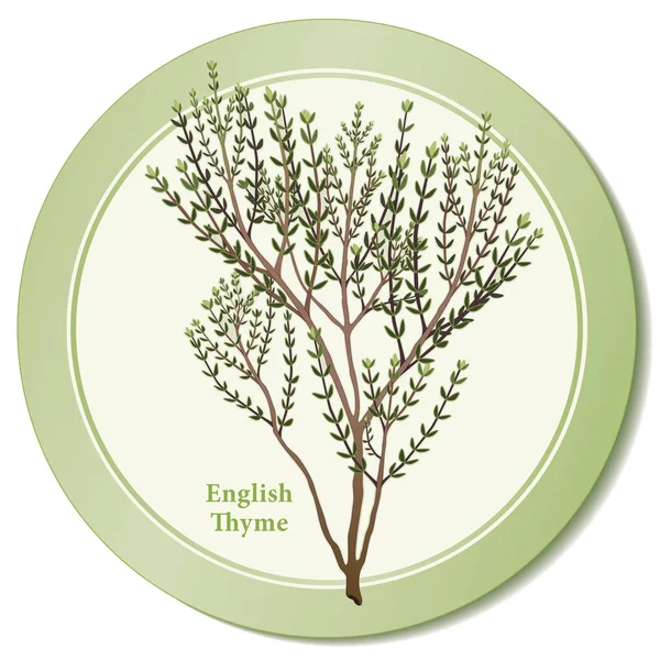 Inglés Thyme Herb Icon — Vector de stock