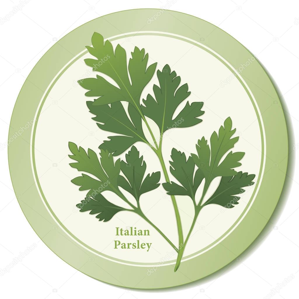 Italian Flat Leaf Parsley Fresh Herb Icon