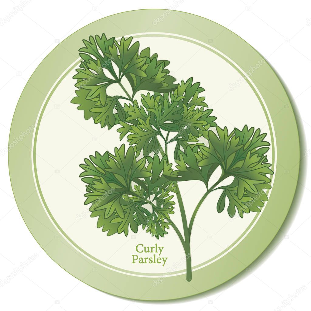 Curly Parsley Fresh Herb Icon