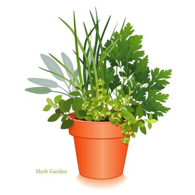 Herb Garden in Clay Flowerpot,  Italian Oregano, Sage, Chives, Flat Leaf Parsley, Sweet Marjoram clipart