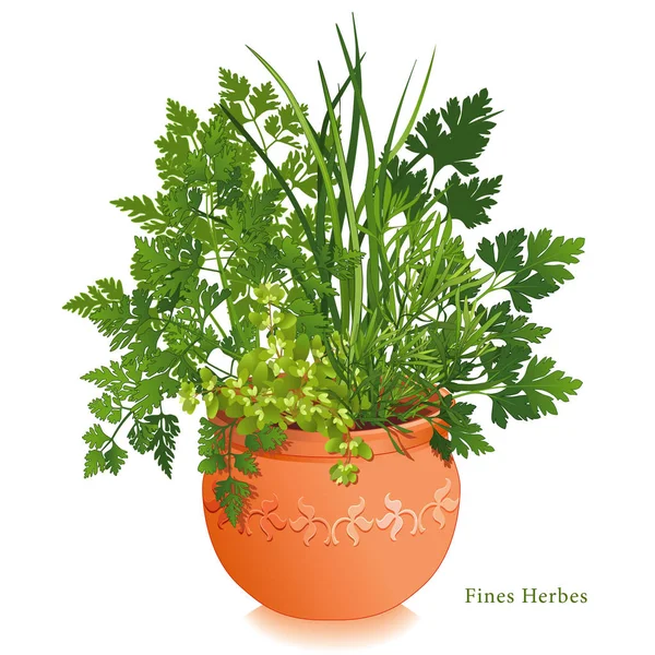 Herb Garden, Ervas Finas, Ervas Culinárias do Sudoeste da França, Argila em relevo Flowerpot —  Vetores de Stock