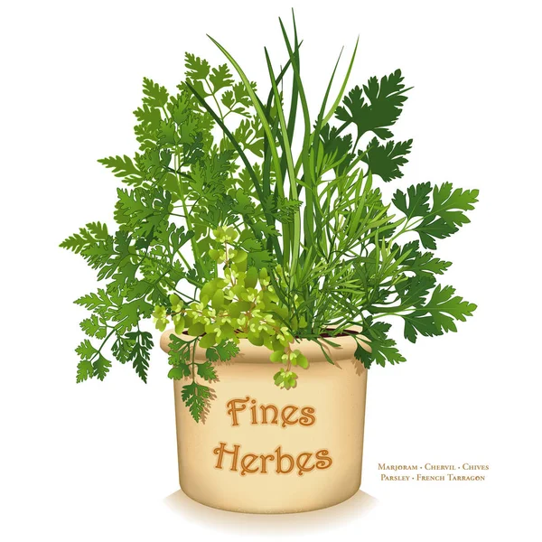 Herb Garden Planter, Multas Herbes do sudoeste da França —  Vetores de Stock