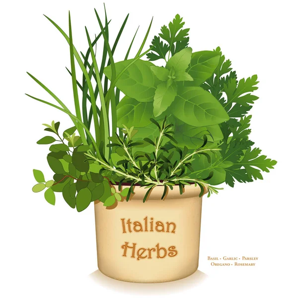 Jardim de ervas, Sabores tradicionais de cozinha italiana, Plantador de barro —  Vetores de Stock