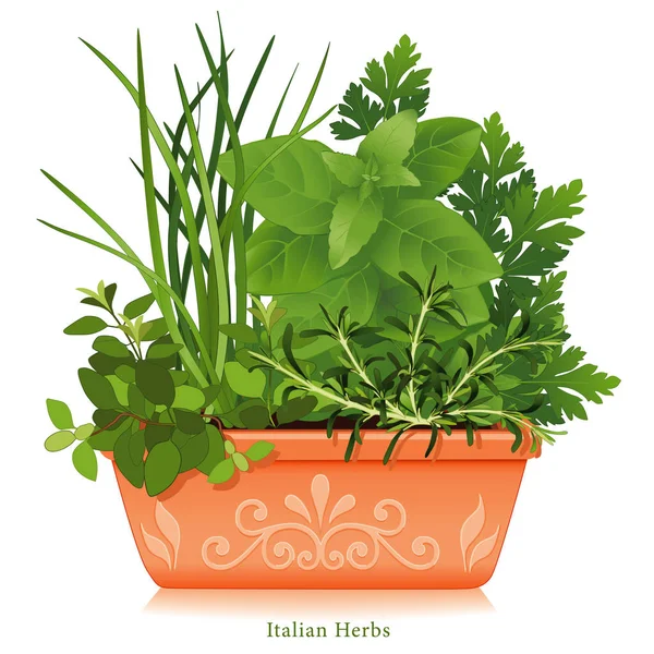 Jardin d'herbes, herbes italiennes, Saveurs italiennes traditionnelles de cuisson, Pot de fleurs en argile gaufré — Image vectorielle
