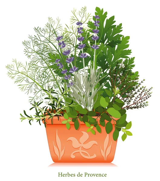 Herb Garden, Herbes de Provence, Ervas de cozinha do sudoeste da França, Argila em relevo Flowerpot —  Vetores de Stock