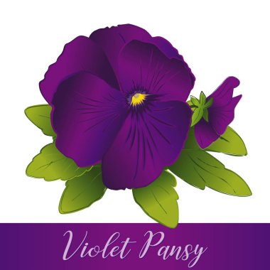 Homo çiçekler, Violet