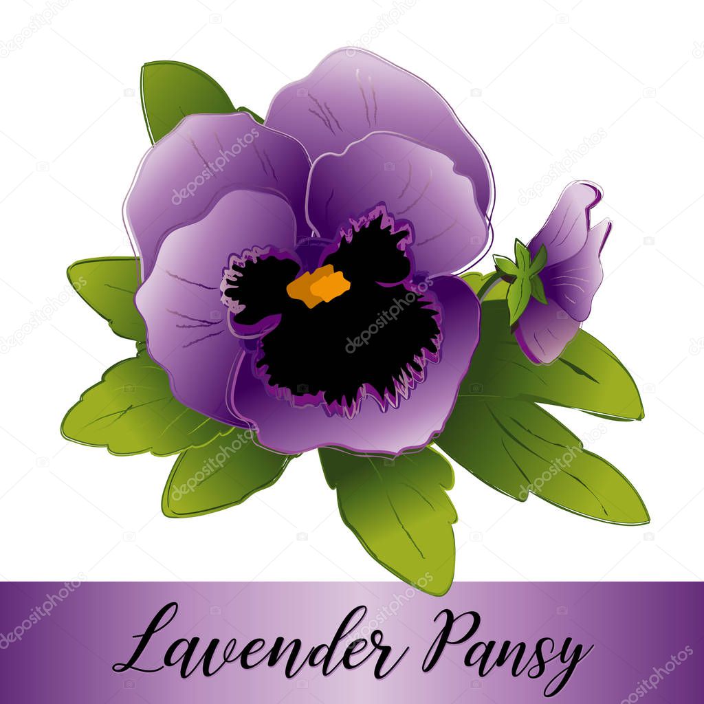 Pansy Flowers, Lavender 