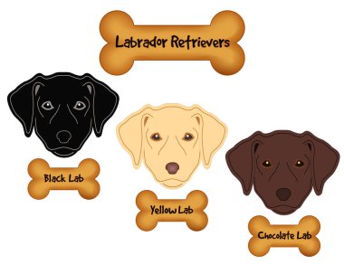 Labrador Retriever, siyah, çikolata, sarı Labs, köpek kemik muamele etmek
