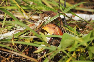 çim altında mantar