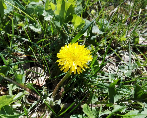 Closeup photo of a yellow dandelion on the field — Stock Photo, Image