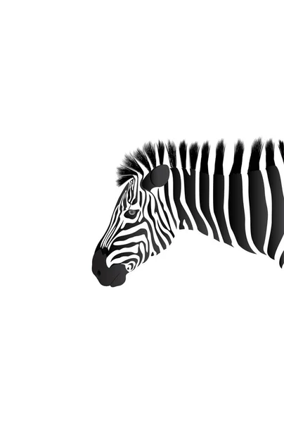 Afrika üzerinde beyaz izole Zebra. Kafa Zebra beyaz backgrou üzerinde — Stok Vektör