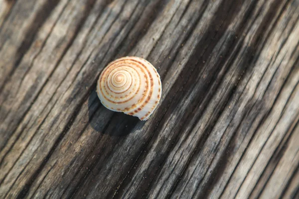 Coquille sur un arbre — Photo