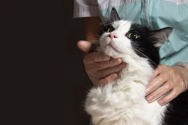 inspection of a cat vet