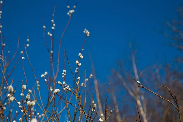 Wierzba wiosna na tle błękitnego nieba. — Zdjęcie stockowe