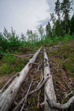 Ormanda devrilmiş ağaçlar