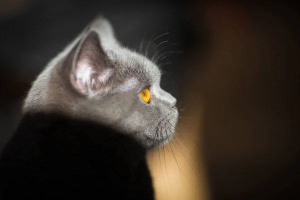 Sehr schöne britische kurzhaarige Katze, die zu Hause ruht. das Konzept der Haustiere. — Stockfoto