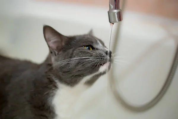 Macska ivóvíz a fürdőszobában — Stock Fotó