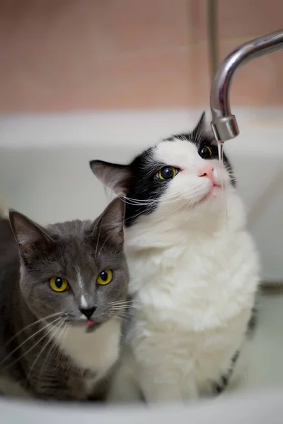 Macska ivóvíz a fürdőszobában — Stock Fotó
