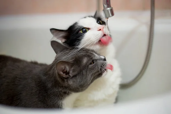 Katze trinkt Wasser im Badezimmer — Stockfoto