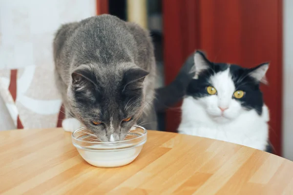 Молодая кошка перед едой из кухонной тарелки . — стоковое фото