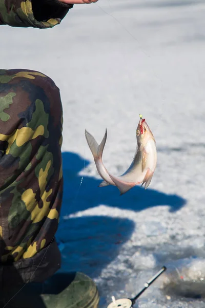 Крупный план мужских рук, держащих рыбу. Рыбак держит рыбу, пойманную на заднем плане реки . — стоковое фото