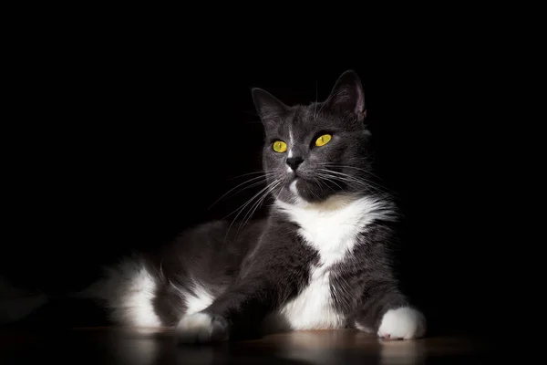 Bellissimo ritratto di un gatto grigio su sfondo nero — Foto Stock