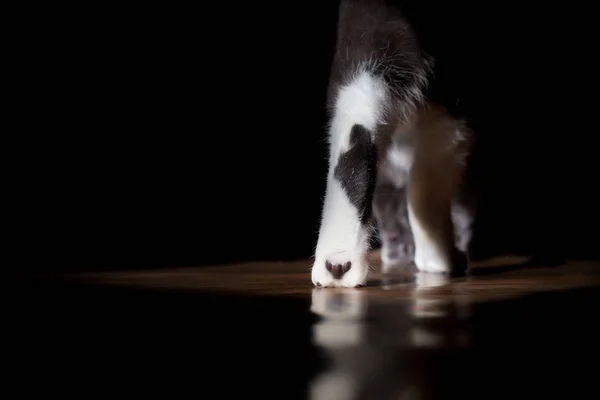 Nahaufnahme Katzen Pfoten, Katze geht auf den Boden in der Ferne, das Geräusch Futter — Stockfoto