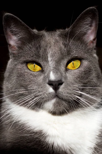 Belo retrato de um gato cinza em um fundo preto — Fotografia de Stock