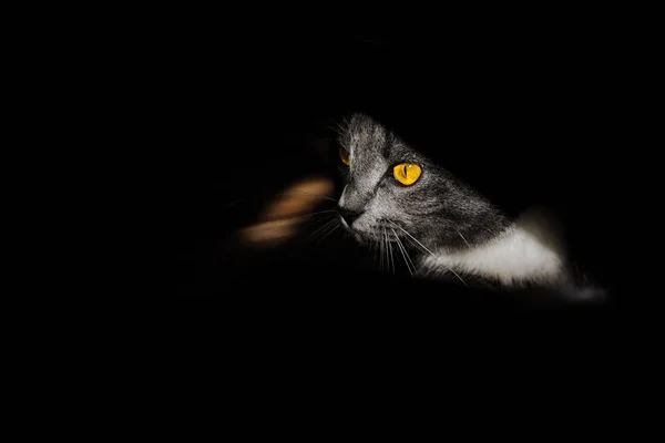Schönes Porträt einer grauen Katze auf schwarzem Hintergrund — Stockfoto