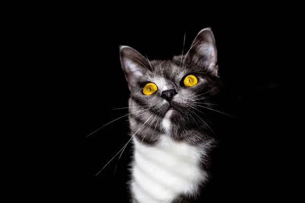 Bellissimo ritratto di un gatto grigio su sfondo nero — Foto Stock