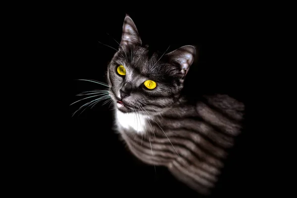 Beautiful portrait of a grey cat on a black background — Stock Photo, Image