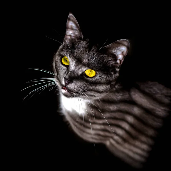 Vacker porträtt av en grå katt på en svart bakgrund — Stockfoto