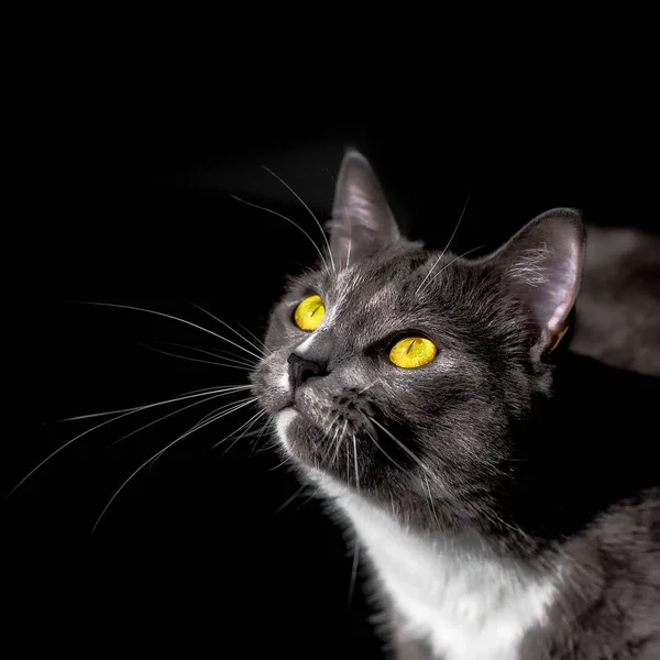 Schönes Porträt einer grauen Katze auf schwarzem Hintergrund — Stockfoto