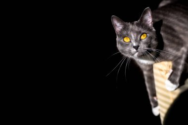 beautiful portrait of a grey cat on a black background. there is a place for text and advertising clipart