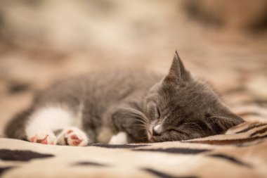 Bebek kedi yavrusu gri leopar baskı battaniye var yalan