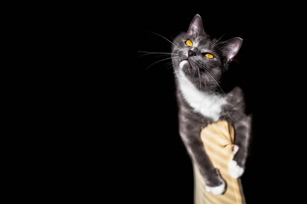 Schönes Porträt einer grauen Katze auf schwarzem Hintergrund. Es gibt einen Platz für Text und Werbung — Stockfoto