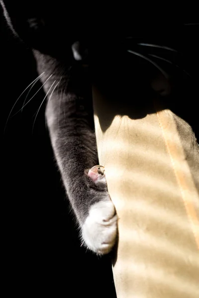 Nagel einer grauen Katze auf schwarzem Hintergrund — Stockfoto