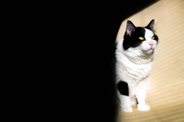 Belo retrato de um gato branco preto em um fundo preto. há um lugar para texto e publicidade — Fotografia de Stock
