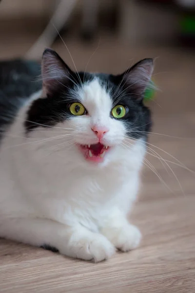 Cat smiling tuxedo cat with funny face — Stock Photo, Image