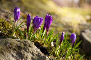Çiğdem bahar çiçekleri