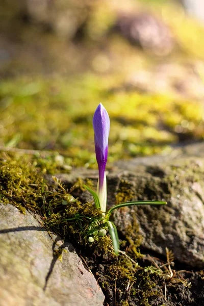 Çiğdem bahar çiçekleri
