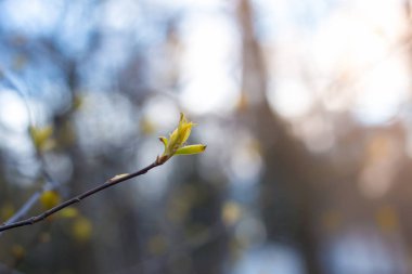 böbrek armut. Bahçede bahar.