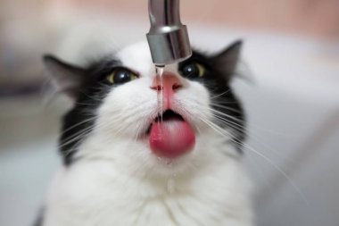 kedi tuvalette su içiyor.